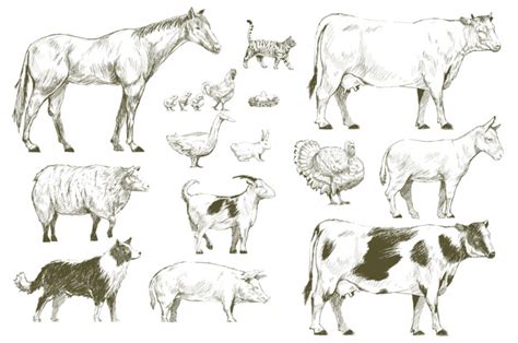 Premium Vector Illustration Drawing Style Of Farm