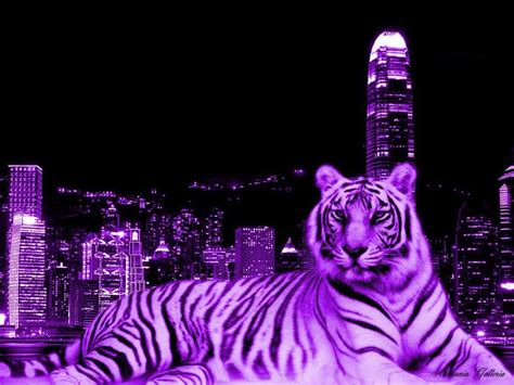 Purple Tiger Laying Behind The Big City Tiger Wallpaper White Tiger