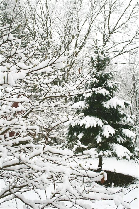 Amys Creative Pursuits The Garden In Fresh Fallen Snow