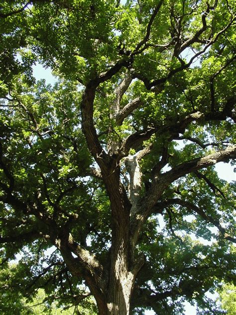 Bur Oak Texas Best Fast Growing Shade Tree Fast Growing Shade