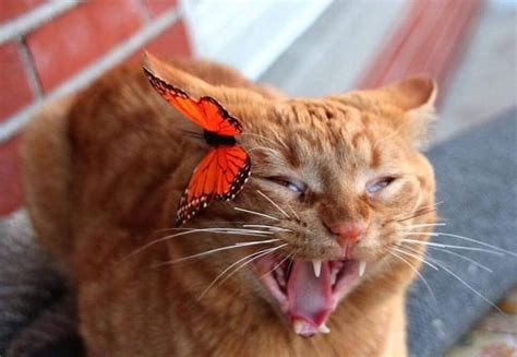 Cat Afraid Of Butterfly Blank Template Imgflip