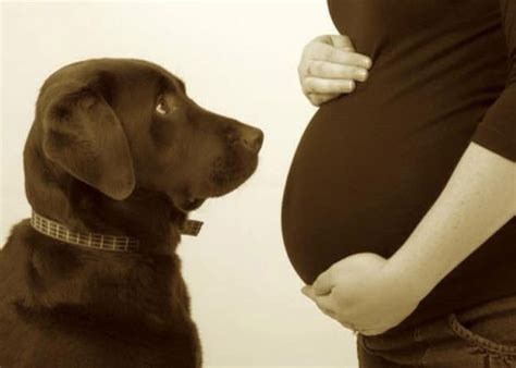 ¿mi Embarazo Afecta A Mi Perro Psicocan