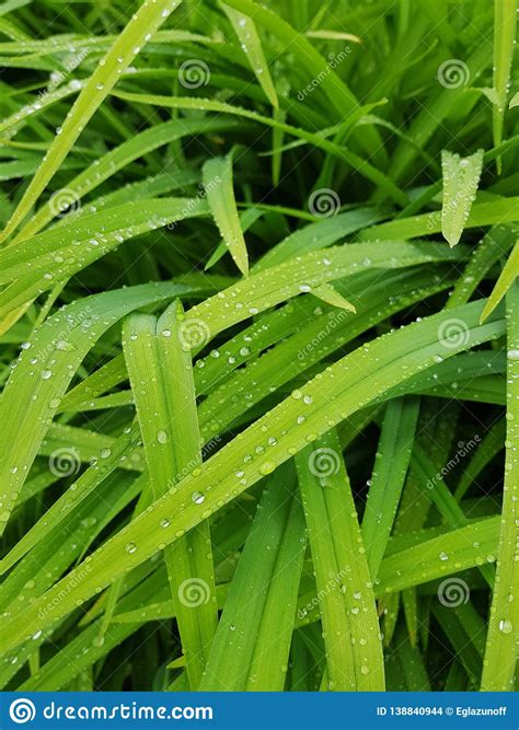 Water Drop On Fresh Green Exotic Tropical Leaf Stock Photo Image Of