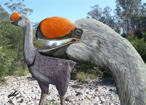 Image Result For Genyornis Newtoni Extinct Birds Extinct Animals
