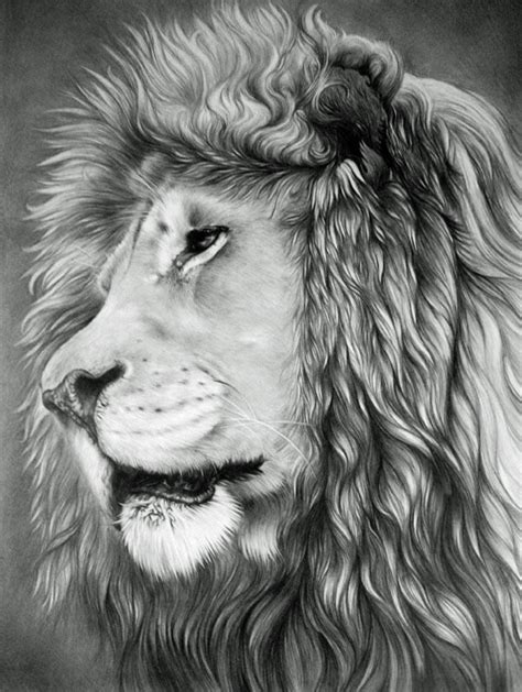 17 Lion Drawings Pencil Drawings Sketches Freecreatives