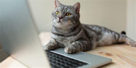 Cat Using The Computer We Care Animal Rescue
