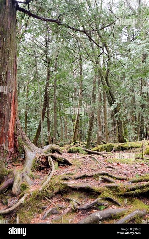 Aokigahara Is A Forest That Lies At The Base Of Mount Fujialso Known