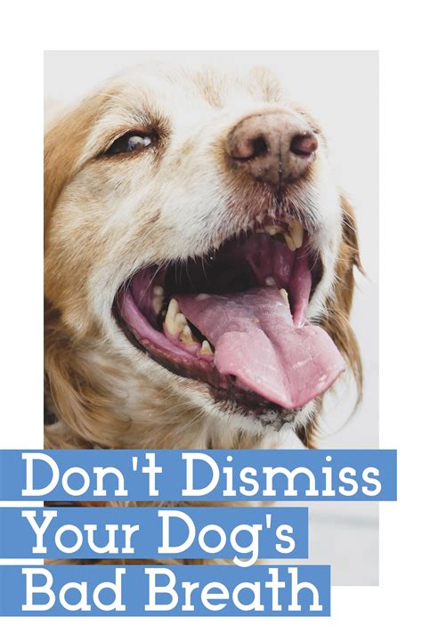 How To Get Rid Of Bad Dog Breath Treatments And Prevention Artofit