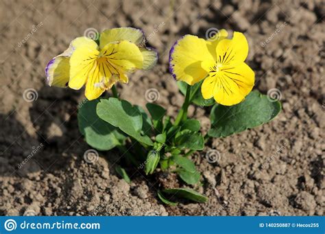 Two Bicolor Wild Pansy Or Viola Tricolor Small Wild Flowers With Dark