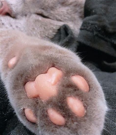 More Scrumptious Toe Bean Footage 26 Beans Toe Beans Cat Paws Cat