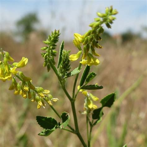 Yellow Sweet Clover Seeds Melilotus Officinalis Packet Of 100 Seeds