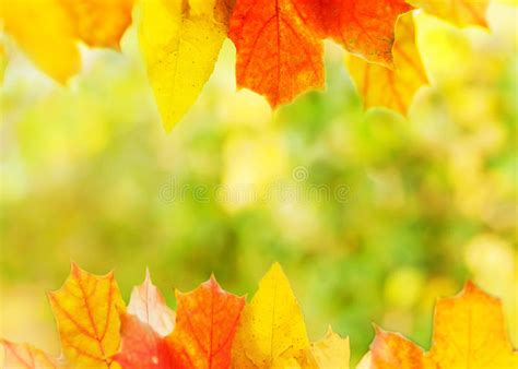 Autumn Background Stock Photo Image Of Background Blinking 34251572