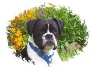 Get in touch with us today with any questions about our boxer puppy you may have. Boxer Puppies in Ohio