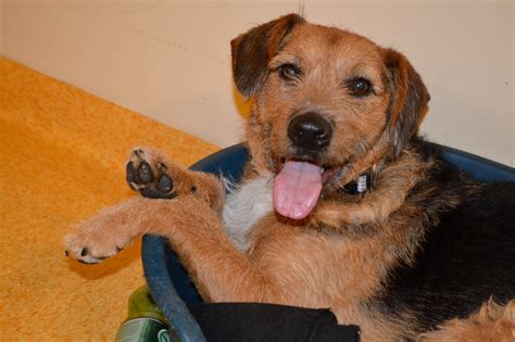Das tierheim geht davon aus, dass ein neues plätzchen mit einem verträglichen vierbeiner kein problem sein wird. Tiere suchen ein neues Zuhause - Leibnitz