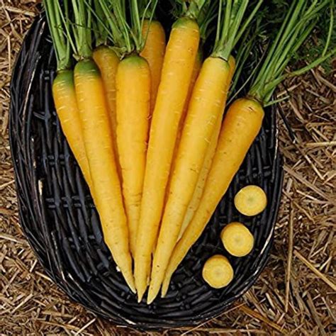 Heirloom Organic Solar Yellow Carrot Seeds Farmers Market Etsy
