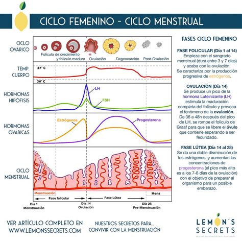 Comprensi N Del Ciclo Menstrual Femenino A Nivel Hormonal Ciclo Menstrual Ciclo Ovarico