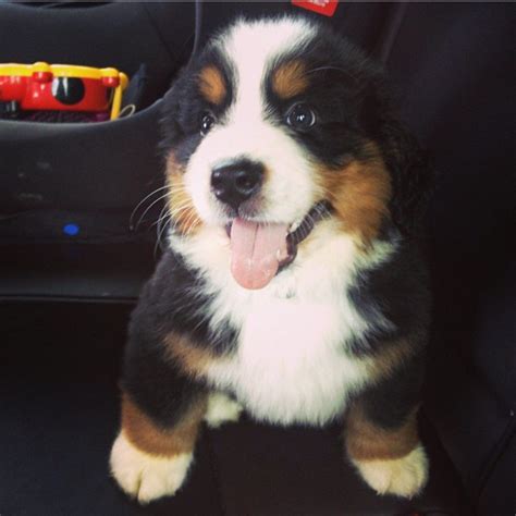 Mother is akc bernese mountain dog. Bernese Mountain Puppies For Sale | Ely, Cambridgeshire ...