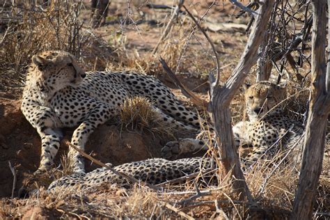 When will we see cheetah cubs in Madikwe? - blog - Rhulani