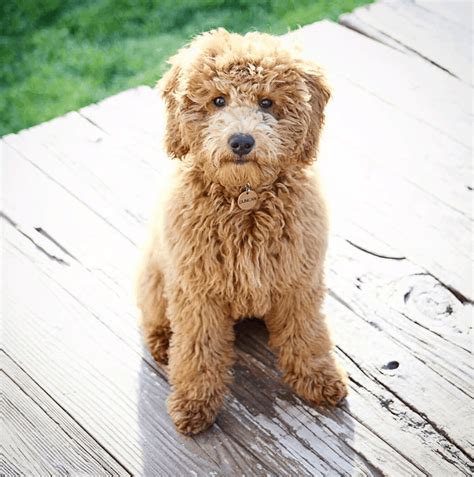 There are so many varieties that each one is truly one of a kind! Miniature Goldendoodle: 11 Incredible Facts You Need to ...