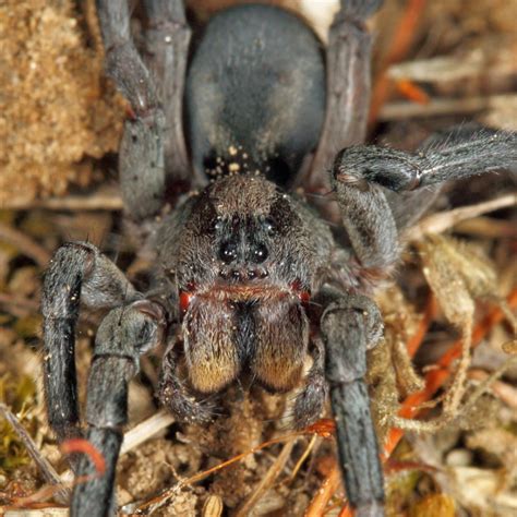 Geolycosa Sp Burrowing Wolf Spider Photo Tom Murray Photos At