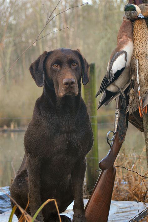 Duck Hunting Labs