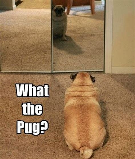 101 Lovable Pug Memes That Are Too Puggin Cute Pug Memes Pugs Pugs