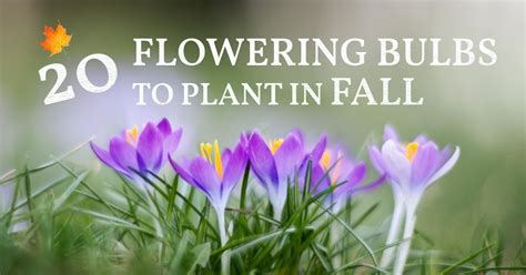 20 Flower Bulbs To Plant In Fall Spring And Summer Blooms