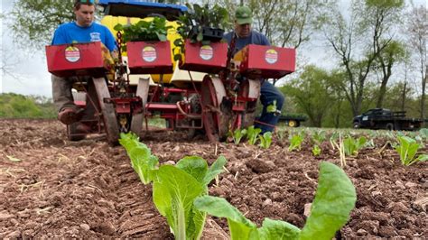 Life Of A Vegetable Farmer Planting Cole Crops Youtube