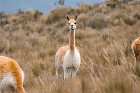 Wildlife Of Patagonia Chile And Argentina Adventure Travel