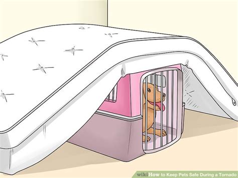 3 Ways To Keep Pets Safe During A Tornado Wikihow