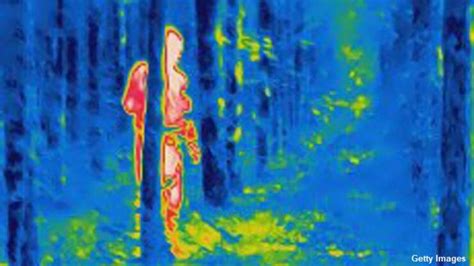 Video Researchers Spot Australias Bigfoot With Thermal Imaging Camera