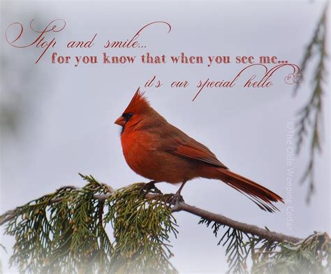 Cardinals Miss You Mom Mom And Dad Love You Grieving Quotes Grief