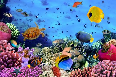 Underwater Wallpapers Hd Pixelstalk Net