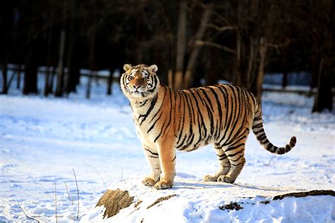 Track Wild Tigers In Siberia On This Safari Tour Lonely Planet
