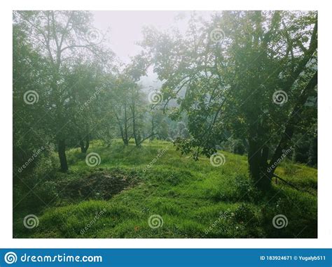 Spring In The Forest Stock Image Image Of Natural Surrounded 183924671