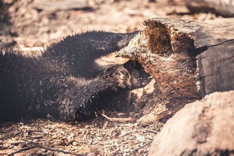 Brown Bear Cub Baby Fight With Each Other With Blur Background