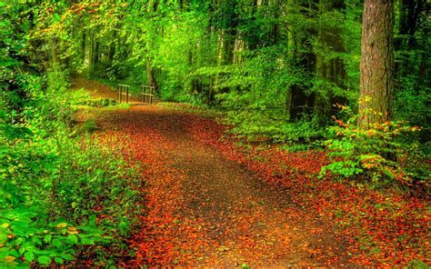 Trees Nature Tree Amazing Treesforest Flower