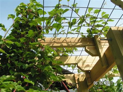 Kiwi Supported By Cattle Panel On Trellis Support 1000 In 2020