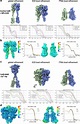 Cryo-EM maps and FSC curves of NAM-bound CaSR complexes a–d, Global and ...