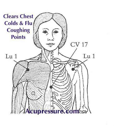 Acupressure Points Chest Chart