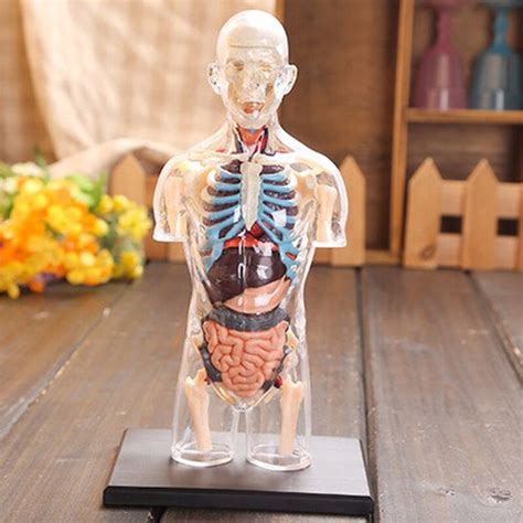 Most males and females have the same number of ribs — 12 on either side of the body for a total of 24. Assembled Transparent Human Torso Human Anatomy Model 4D ...
