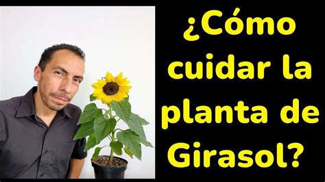 ¿cómo Cuidar La Planta De Girasol 5 Consejos útiles Youtube