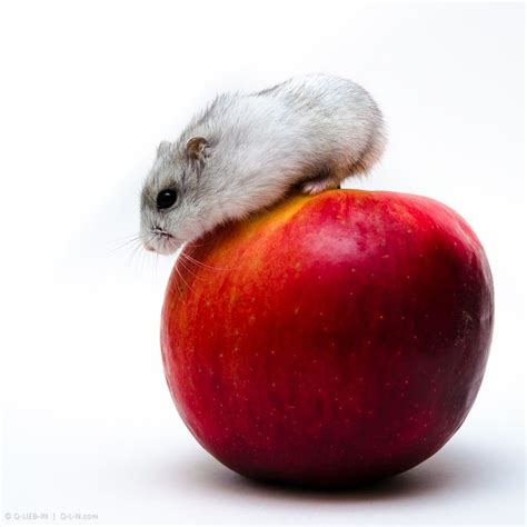 A Small Gray And White Jungar Hamster On Big Red Apple Photo Contest