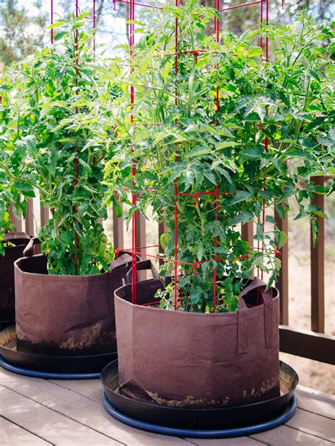 How To Grow Tomatoes In Pots — Even Without A Garden Tomato Container