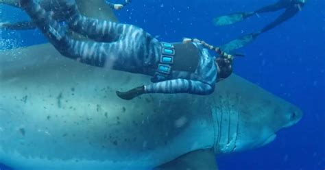 This 20 Foot Long Great White Shark Known As A Gentle Grandma Is The Biggest One Ever