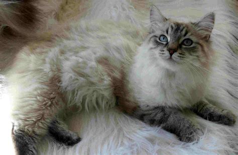 White Siberian Cat Biological Science Picture Directory