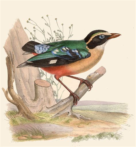Pitta Angolensis Drawing By Marc Athanase Parfait Oeillet Des Murs