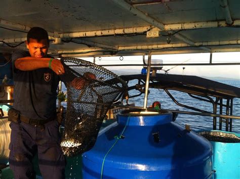 Guardacostas Capturan A Pescadores Por Pesca Ilegal En El Golfo Dulce