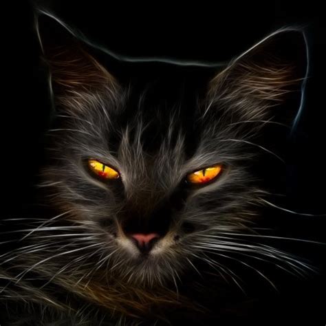 Black Cat With Amber Eyes Forum Avatar Profile Photo Id 181332