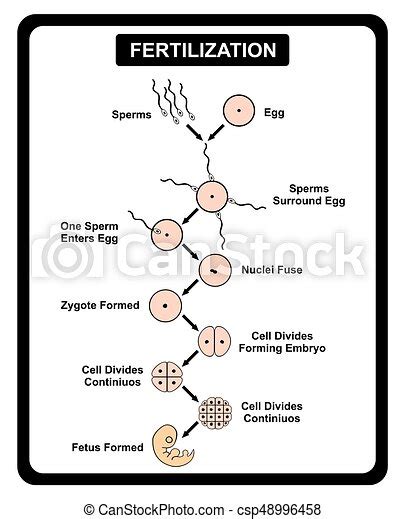 fertilization of human egg and sperm diagram step by step for medical science education canstock